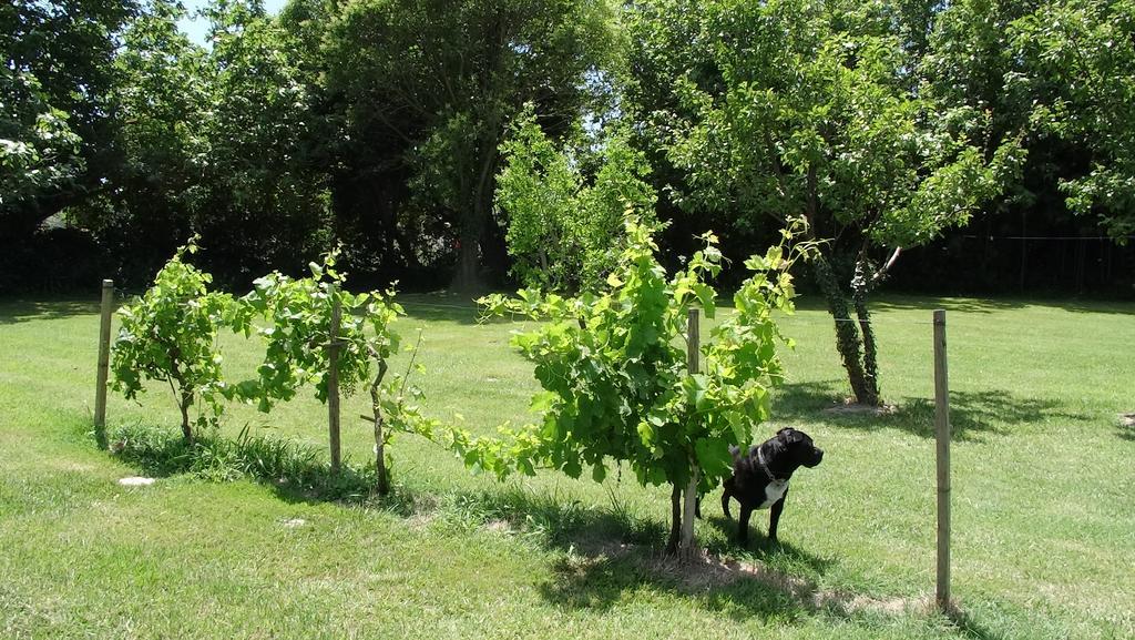 Bed & Breakfast Mas De Bouvet En Camargue *